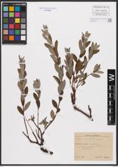 Foto von Salix aurita L. x Salix repens L.